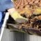 Cleaning Gutters